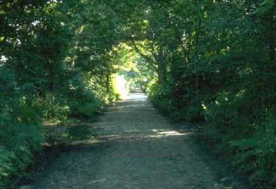 Allee auf R&uuml;gen